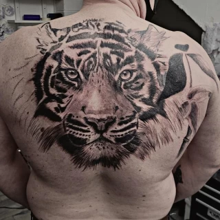 Tiger Tattoo - Black Hat Tattoo Dublin - Full back - The Black Hat Tattoo