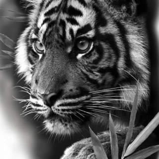 a59940796eb9044e5acea33f982eef26 - The Black Hat Tattoo